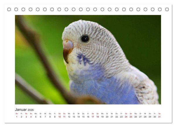 Produktbild: Wellensittichkalender! - Das Original (Tischkalender 2026 DIN A5 quer), CALVENDO Monatskalender