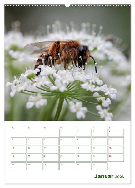 Produktbild: Bienen-Terminplaner 2026 (Wandkalender 2026 DIN A2 hoch), CALVENDO Monatskalender