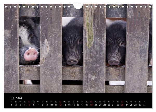 Produktbild: Schweinereien (Wandkalender 2026 DIN A4 quer), CALVENDO Monatskalender