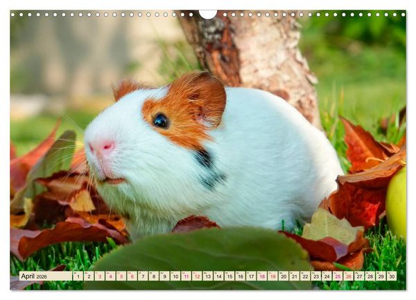 Produktbild: Meerschweinchen - so s&uuml;&szlig; (Wandkalender 2026 DIN A3 quer), CALVENDO Monatskalender