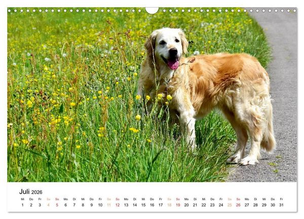 Produktbild: Eine treue Hundeseele - Golden Retriever (Wandkalender 2026 DIN A3 quer), CALVENDO Monatskalender
