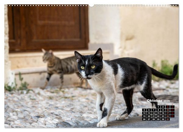 Produktbild: Katzen von Rhodos - Kleine G&ouml;tter auf vier Pfoten (hochwertiger Premium Wandkalender 2026 DIN A2 quer), Kunstdruck in Hochglanz