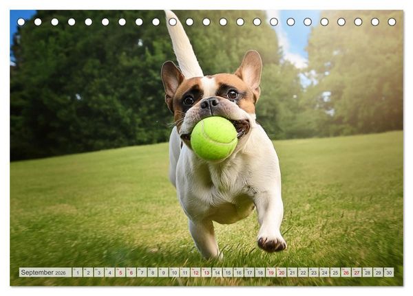 Produktbild: Bullys in Action - Franz&ouml;sische Bulldoggen lieben B&auml;lle (Tischkalender 2026 DIN A5 quer), CALVENDO Monatskalender