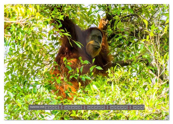 Produktbild: Entdecke Sumatra (hochwertiger Premium Wandkalender 2026 DIN A2 quer), Kunstdruck in Hochglanz