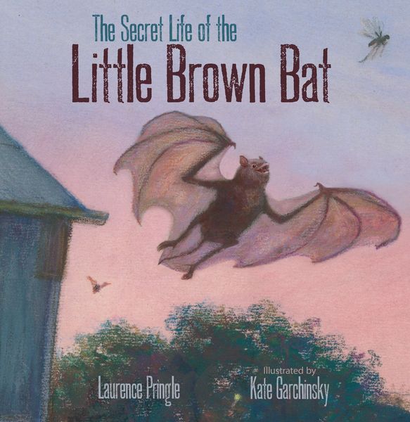Produktbild: The Secret Life of the Little Brown Bat