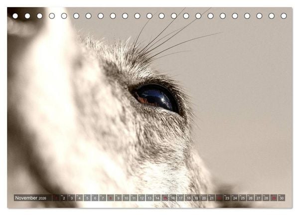 Produktbild: Galgo eye-catcher (Tischkalender 2026 DIN A5 quer), CALVENDO Monatskalender