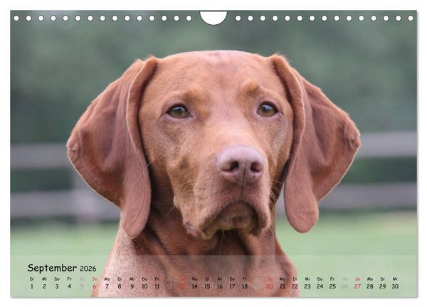 Produktbild: Magyar Vizsla - pure Lebensfreude (Wandkalender 2026 DIN A4 quer), CALVENDO Monatskalender