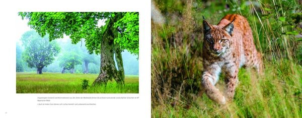 Produktbild: Luchs