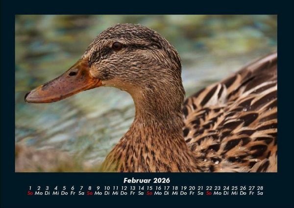 Produktbild: Enten 2026 Fotokalender DIN A4