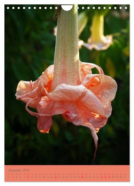 Produktbild: Brugmansia & Datura - Exotische Sch&ouml;nheiten (Wandkalender 2026 DIN A4 hoch), CALVENDO Monatskalender