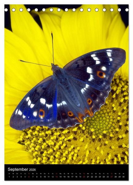 Produktbild: Schmetterlilnge und Blumen (Tischkalender 2026 DIN A5 hoch), CALVENDO Monatskalender