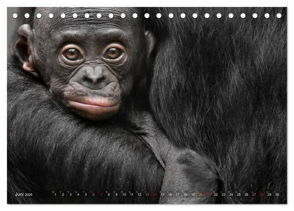 Produktbild: MENSCHENAFFENKINDER 2 (Tischkalender 2026 DIN A5 quer), CALVENDO Monatskalender