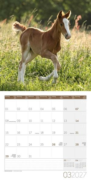 Produktbild: Pferde Kalender 2027 - 30x30 - Art12