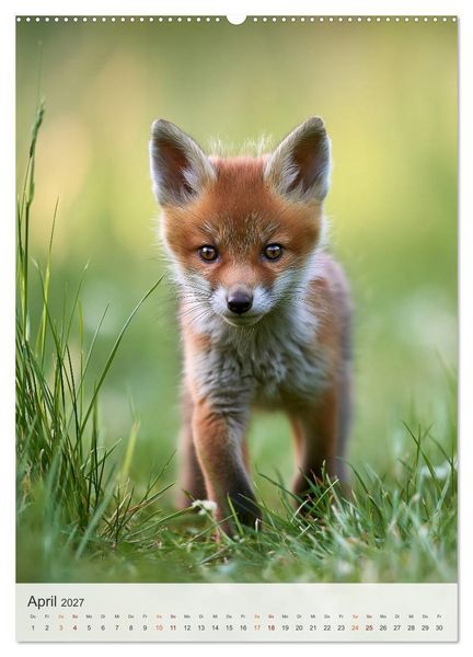 Produktbild: Fuchszauber (hochwertiger Premium Wandkalender 2027 DIN A2 hoch), Kunstdruck in Hochglanz