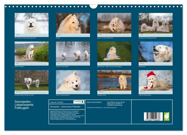 Produktbild: Samojeden - Liebenswerte Fellkugeln (Wandkalender 2026 DIN A3 quer), CALVENDO Monatskalender