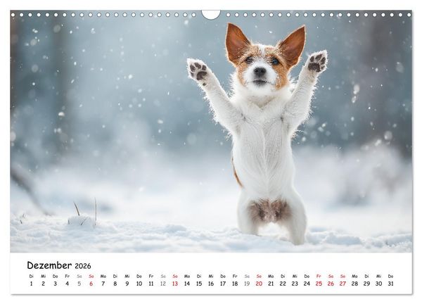 Produktbild: JACK RUSSEL - Kleine Hunde mit gro&szlig;em Charakter (Wandkalender 2026 DIN A3 quer), CALVENDO Monatskalender