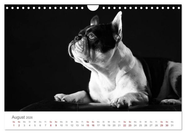 Produktbild: Hundeportraits Fine Art (Wandkalender 2026 DIN A4 quer), CALVENDO Monatskalender