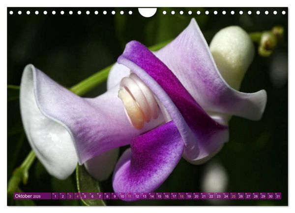 Produktbild: Flower Power - Zauberhafte K&uuml;belpflanzen (Wandkalender 2026 DIN A4 quer), CALVENDO Monatskalender