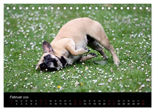 Produktbild: Franz&ouml;sische Bulldoggen - Schutzengel auf 4 Pfoten (Tischkalender 2026 DIN A5 quer), CALVENDO Monatskalender