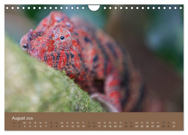 Produktbild: Madagaskars wundersame Tierwelt (Wandkalender 2026 DIN A4 quer), CALVENDO Monatskalender