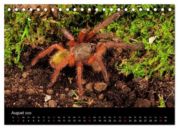 Produktbild: Vogelspinnen - Tarantulas (Tischkalender 2026 DIN A5 quer), CALVENDO Monatskalender
