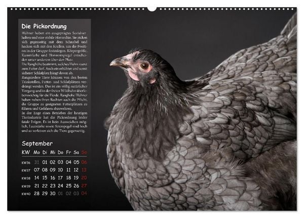 Produktbild: Von der Einzigartigkeit der H&uuml;hner 2026 (hochwertiger Premium Wandkalender 2026 DIN A2 quer), Kunstdruck in Hochglanz