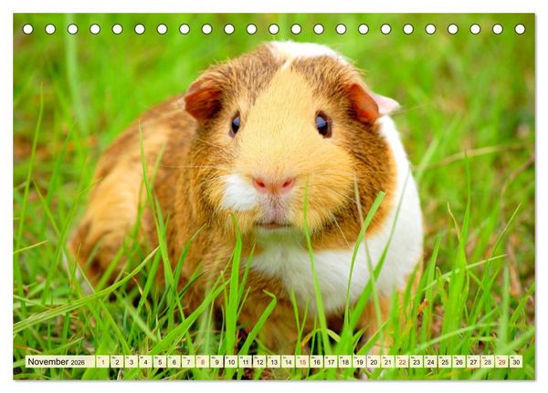 Produktbild: Nagetiere. Hamster, Kaninchen und Co. (Tischkalender 2026 DIN A5 quer), CALVENDO Monatskalender