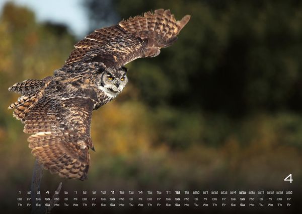 Produktbild: Eulen - W&auml;chter der Nacht - 2027 - Kalender DIN A2