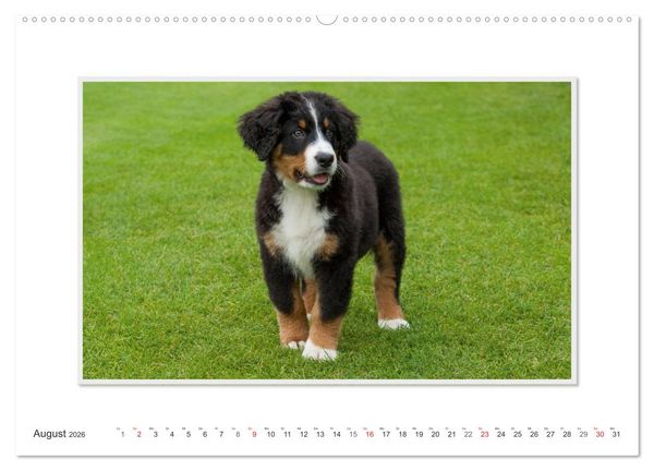 Produktbild: Emotionale Momente: Berner Sennenhund. (Wandkalender 2026 DIN A2 quer), CALVENDO Monatskalender