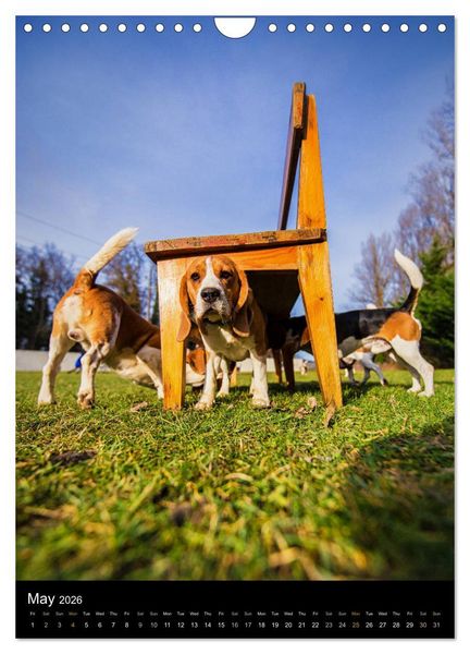 Produktbild: Beagles in action (Wall Calendar 2026 DIN A4 portrait), CALVENDO 12 Month Wall Calendar