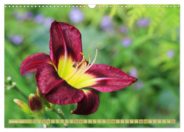 Produktbild: Lys d'un jour (Calendrier mural 2026 DIN A3 vertical), CALVENDO calendrier mensuel