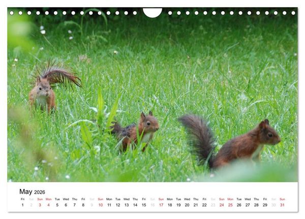 Produktbild: The red squirrels (Wall Calendar 2026 DIN A4 landscape), CALVENDO 12 Month Wall Calendar