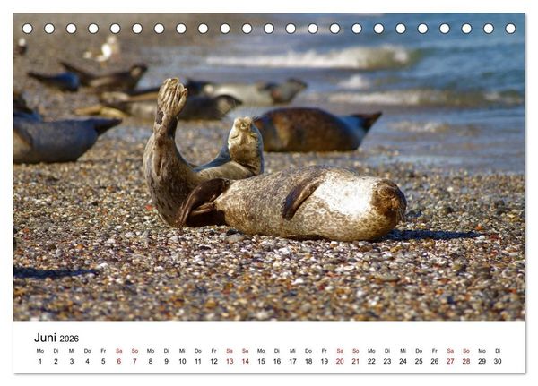 Produktbild: HELGOLAND: Nordseeinsel, sch&ouml;ner Ferienort (Tischkalender 2026 DIN A5 quer), CALVENDO Monatskalender