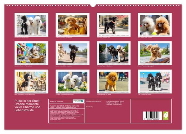Produktbild: Pudel in der Stadt. Urbane Momente voller Charme und Lebensfreude (hochwertiger Premium Wandkalender 2026 DIN A2 quer), Kunstdruck in Hochglanz