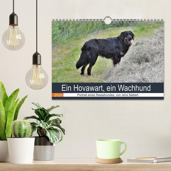 Produktbild: Ein Hovawart, ein Wachhund (Wandkalender 2026 DIN A4 quer), CALVENDO Monatskalender
