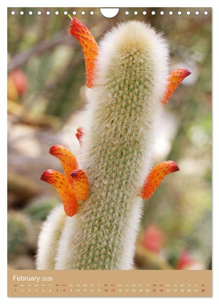 Produktbild: Succulents and Cacti - Strong Thorns, Delicate Blooms (Wall Calendar 2026 DIN A4 portrait), CALVENDO 12 Month Wall Calendar