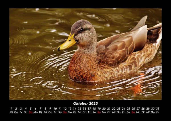 Produktbild: Enten 2025 Fotokalender DIN A3