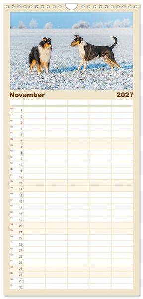 Produktbild: Familienplaner 2027 - Faszinierende Rough Collies mit 5 Spalten (Wandkalender, 21 x 45 cm) CALVENDO