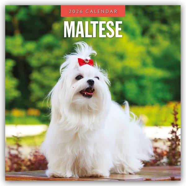 Maltese - Malteser 2026 - 16-Monatskalender