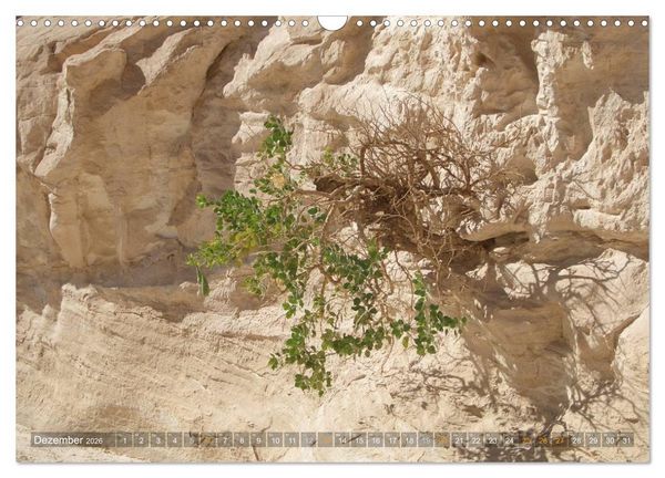 Produktbild: Impressionen Kameltrekking Sinai 2026 (Wandkalender 2026 DIN A3 quer), CALVENDO Monatskalender