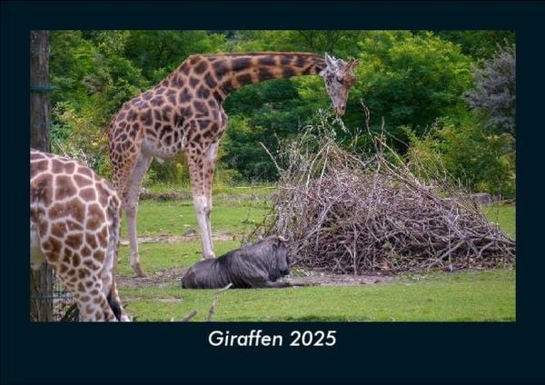 Giraffen 2025 Fotokalender DIN A5