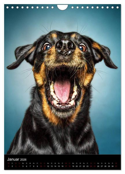 Produktbild: Funny Faces - Lustige Hundebilder (Wandkalender 2026 DIN A4 hoch), CALVENDO Monatskalender