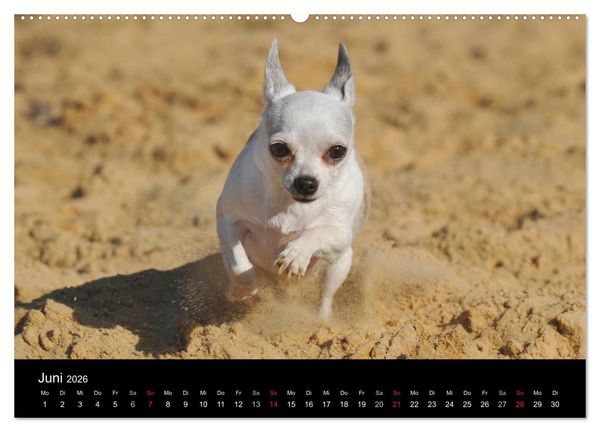 Produktbild: Chihuahua - Kleine Hunde ganz gro&szlig; (hochwertiger Premium Wandkalender 2026 DIN A2 quer), Kunstdruck in Hochglanz