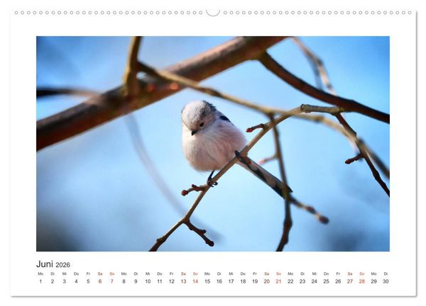 Produktbild: Gefiederte Garteng&auml;ste, Schwanzmeisen (hochwertiger Premium Wandkalender 2026 DIN A2 quer), Kunstdruck in Hochglanz