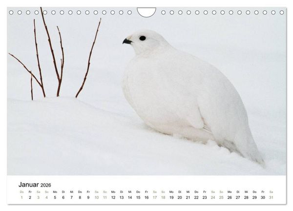 Produktbild: Einblick-Natur: Finnland nat&uuml;rlich (Wandkalender 2026 DIN A4 quer), CALVENDO Monatskalender