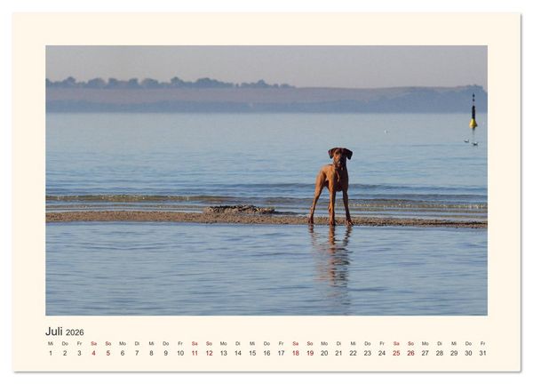 Produktbild: Rhodesian Ridgeback Power aus S&uuml;dafrika (Wandkalender 2026 DIN A3 quer), CALVENDO Monatskalender