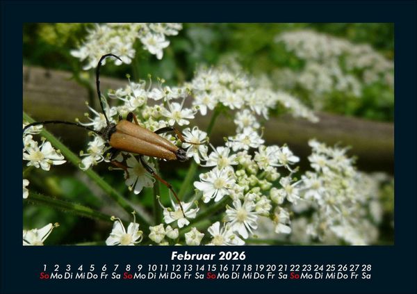 Produktbild: K&auml;fer 2026 Fotokalender DIN A5