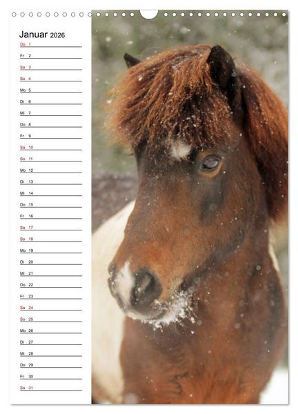 Produktbild: Isl&auml;nder im Portrait (Wandkalender 2026 DIN A3 hoch), CALVENDO Monatskalender