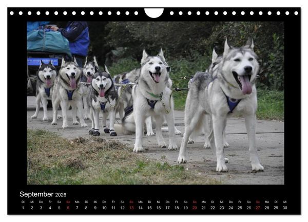 Produktbild: Husky-Kalender (Wandkalender 2026 DIN A4 quer), CALVENDO Monatskalender