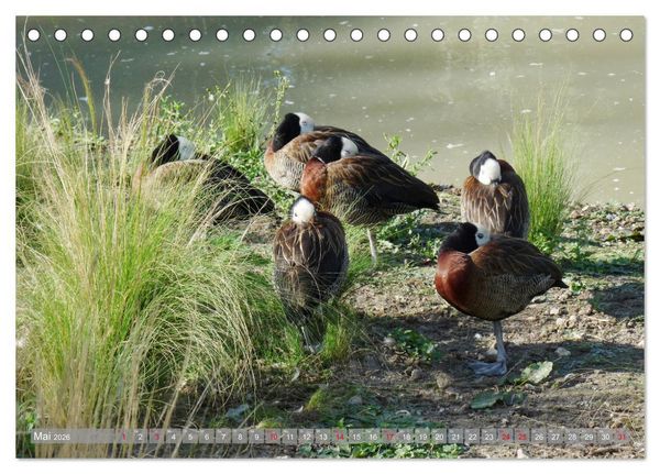 Produktbild: Tierisch gut: Wasserv&ouml;gel (Tischkalender 2026 DIN A5 quer), CALVENDO Monatskalender